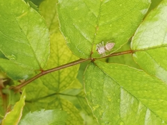 Opisthoncus polyphemus