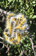 Bombycomorpha bifascia