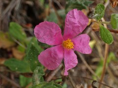 Cistus crispus