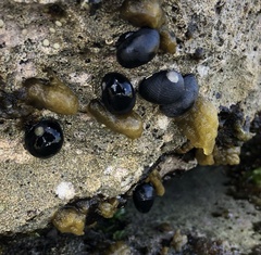 Nerita picea