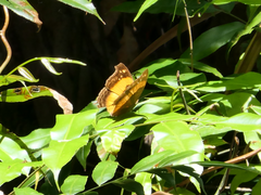 Yoma sabina