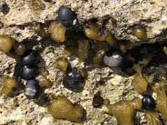 Nerita picea