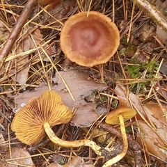 Cortinarius croceus
