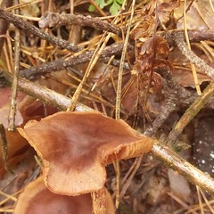 Cortinarius croceus