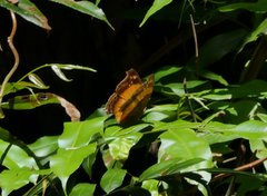 Yoma sabina