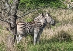 Equus quagga