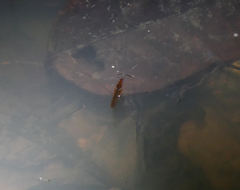 Limnometra cursitans