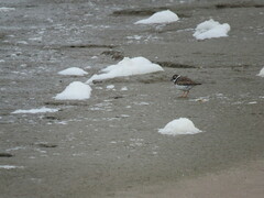 Charadrius hiaticula