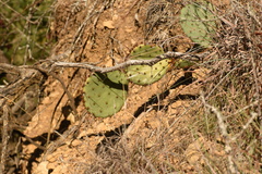 Opuntia gilvescens