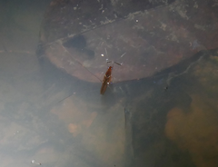 Limnometra cursitans