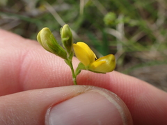 Rhynchosia leucoscias