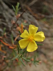 Cistus calycinus