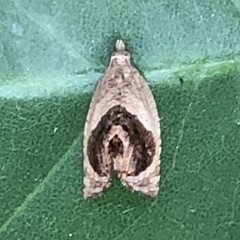 Acroceuthes metaxanthana