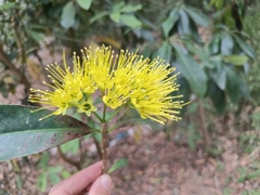 Xanthostemon chrysanthus