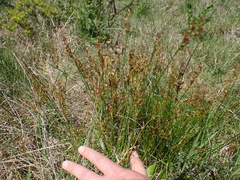 Juncus capensis