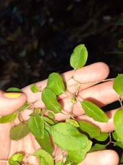 Coprosma rotundifolia