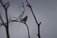 Chrysococcyx basalis