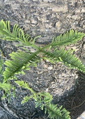 Araucaria cunninghamii