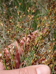 Juncus capensis