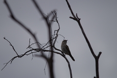 Chrysococcyx basalis