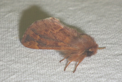 Ptilophora plumigera