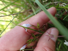 Lindernia parviflora