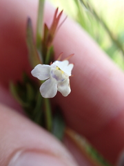 Lindernia parviflora