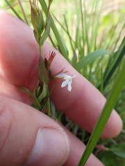 Lindernia parviflora