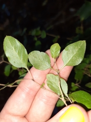 Coprosma rotundifolia