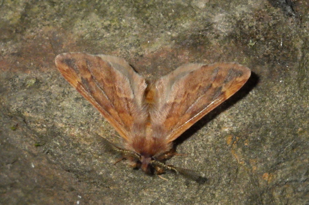 Plumed Prominent