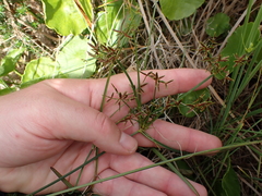 Cyperus sphaerospermus