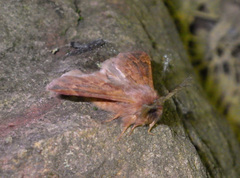 Ptilophora plumigera