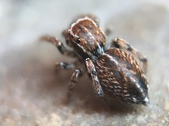 Attinella dorsata
