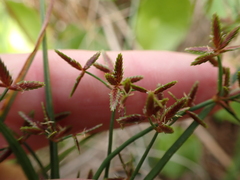 Cyperus sphaerospermus