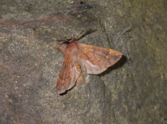 Ptilophora plumigera