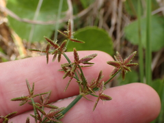 Cyperus sphaerospermus