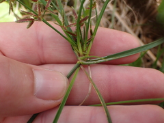 Cyperus sphaerospermus