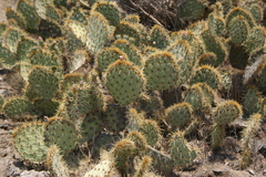 Opuntia rastrera