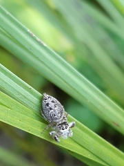 Opisthoncus nigrofemoratus