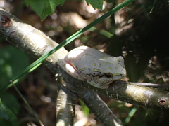Hyperolius marmoratus