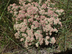 Helichrysum spiralepis