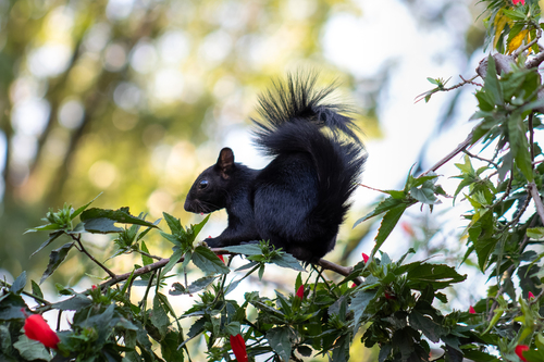 Red-bellied Squirrel, Canal Nacional, Prado Churubusco, 04230 Ciudad de México, CDMX, México, photo 6 of 10