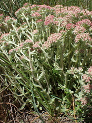 Helichrysum spiralepis