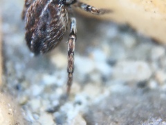 Attinella dorsata
