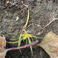 Cyperus strigosus