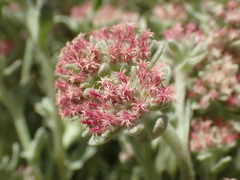 Helichrysum spiralepis