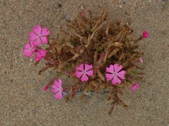 Silene littorea