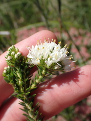 Agathosma hirta