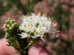 Agathosma hirta
