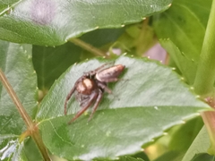 Opisthoncus polyphemus